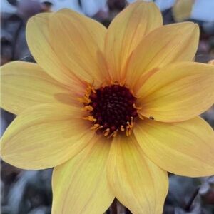 Meet your Posher, Kellen